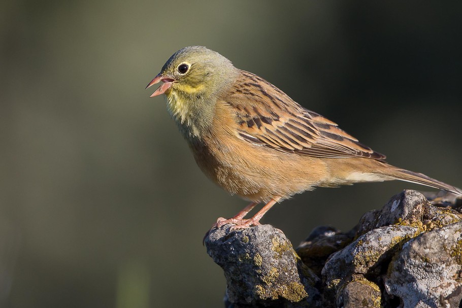 ortolan