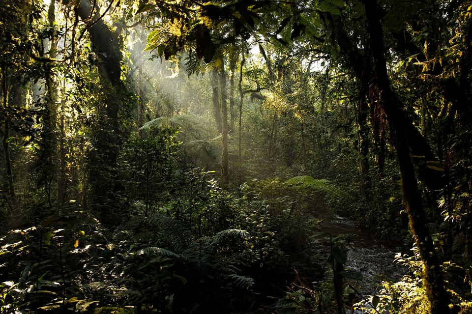 Park Narodowy Bwindi Impenetrable, Uganda