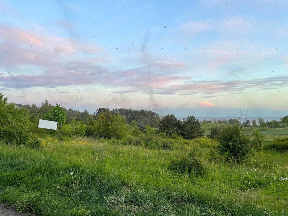 Rój owadów na wyspie Wolin
