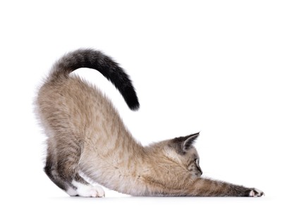 Macskánk fenekéből férgek másztak ki - kell kezeltetni nekünk is magunkat? Az orvos válaszol című cikk nyitóképe