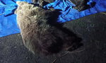 W Tatrach zastrzelono dwa niedźwiedzie. Internauci oburzeni