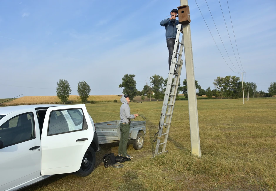Postavljanje gnezdećih kućica modrovrana