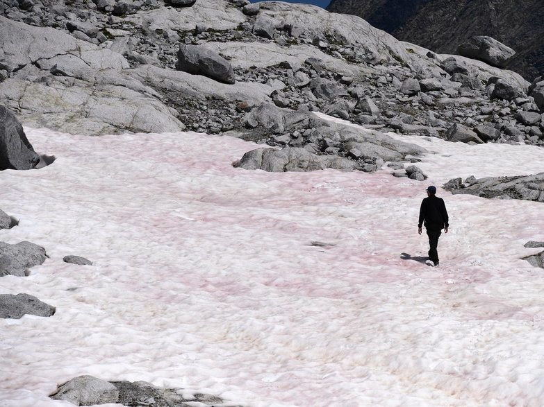 Mężczyzna idzie po różowym śniegu, który zmienił kolor z powodu obecności kolonii glonów z gatunku Ancylonela nordenskioeldii z Grenlandii, na lodowcu Presena w pobliżu Pellizzano, 4.07.2020. 
