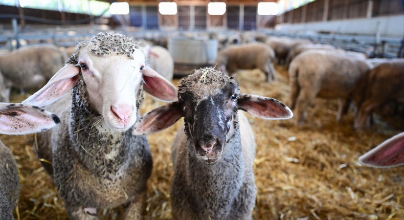 Des moutons dévorent 300 kg de cannabis