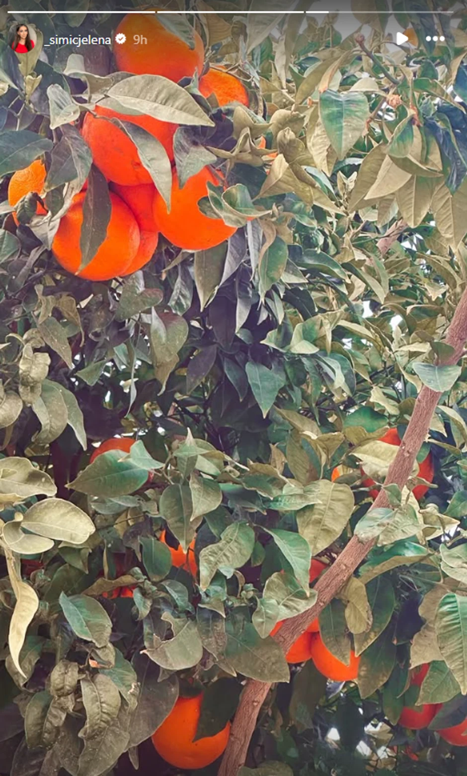 Jelena Simić, objava