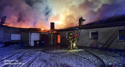 Tragiczny pożar koło Gorzowa. Spłonęło żywcem kilka tysięcy zwierząt