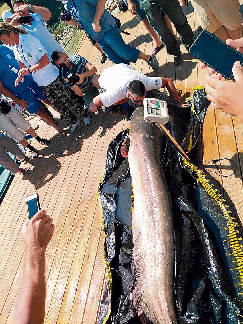 Čak 45 minuta vešti ribolovci izvlačili su soma iz vode 