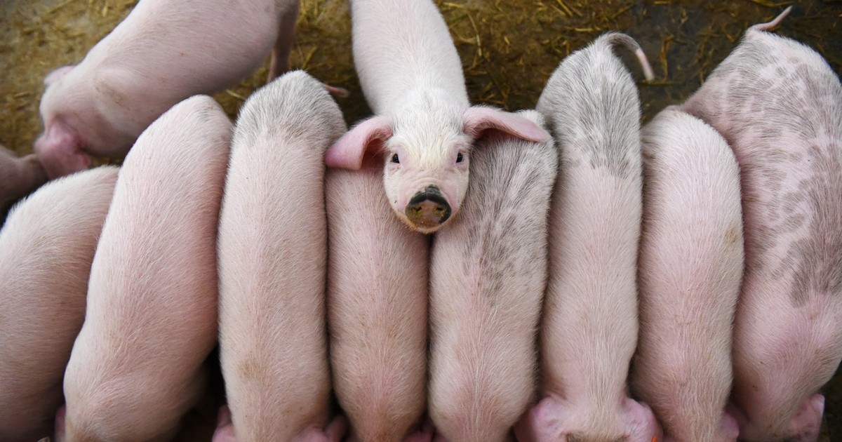 Steps to start pig farming in Nigeria Pulse Nigeria