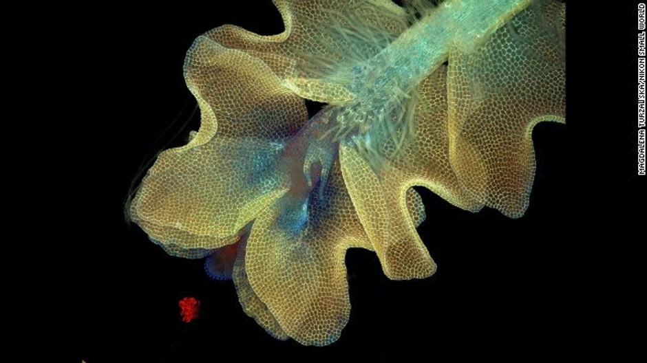 Magdalena Turzanska - Barbilophozia sp. (vrsta mahovine) i modrozelena bakterija