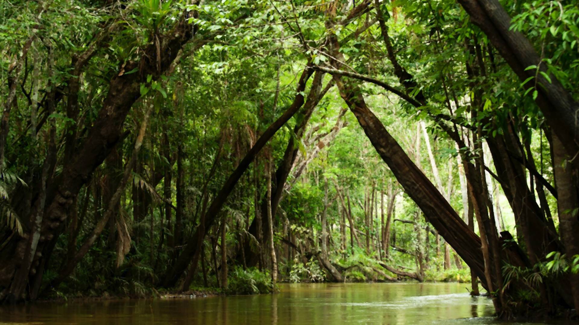 Amazonské pralesy sa nedokážu prispôsobiť globálnemu otepľovaniu. Vzácne stromy vysychajú