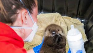 The young otter pup was admitted to the Alaska SeaLife Center Wildlife Response program after she and her mom were attacked by orcas.Alaska SeaLife Center
