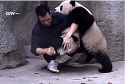 Misie nie chcą lekarstwa. Wolą się pobawić [WIDEO]