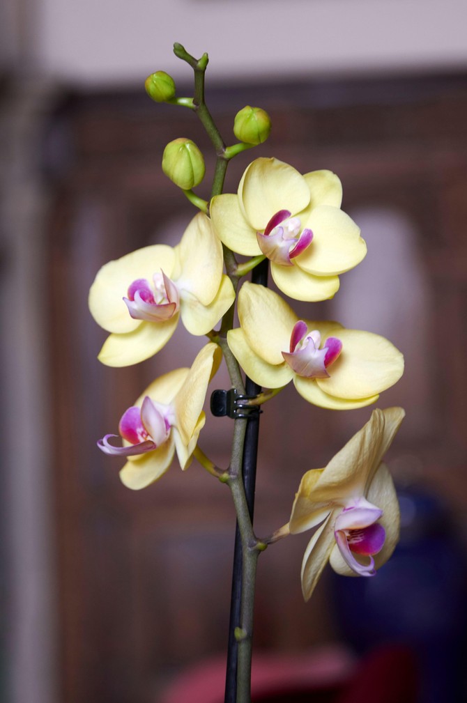 Dendrobium orhideja