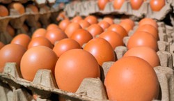 Kupujesz jajka "z wolnego wybiegu"? Kontrola wykazała oszustwa producentów