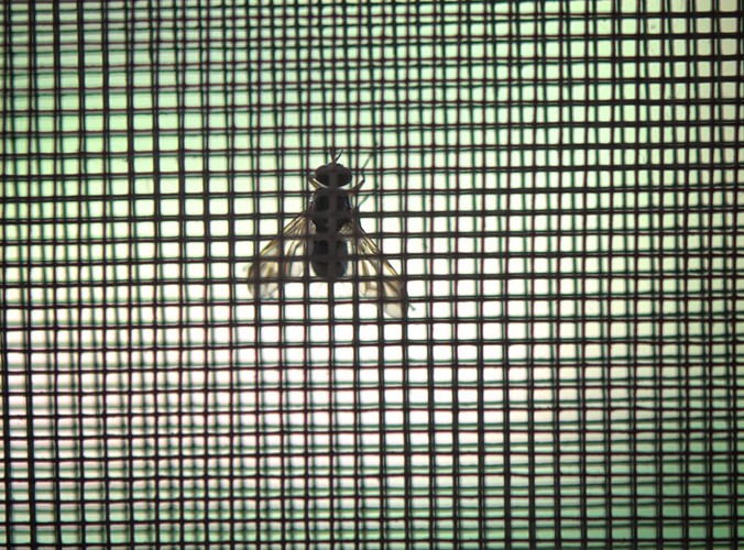 Ślepota rzeczna (onchocerkoza)