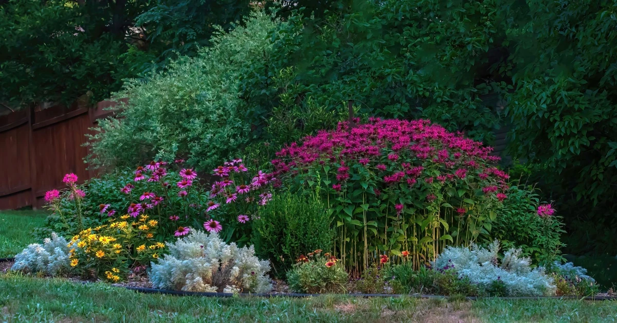 Piękne, niewymagające kwiaty do ogrodu - wieloletnie i długo kwitnące