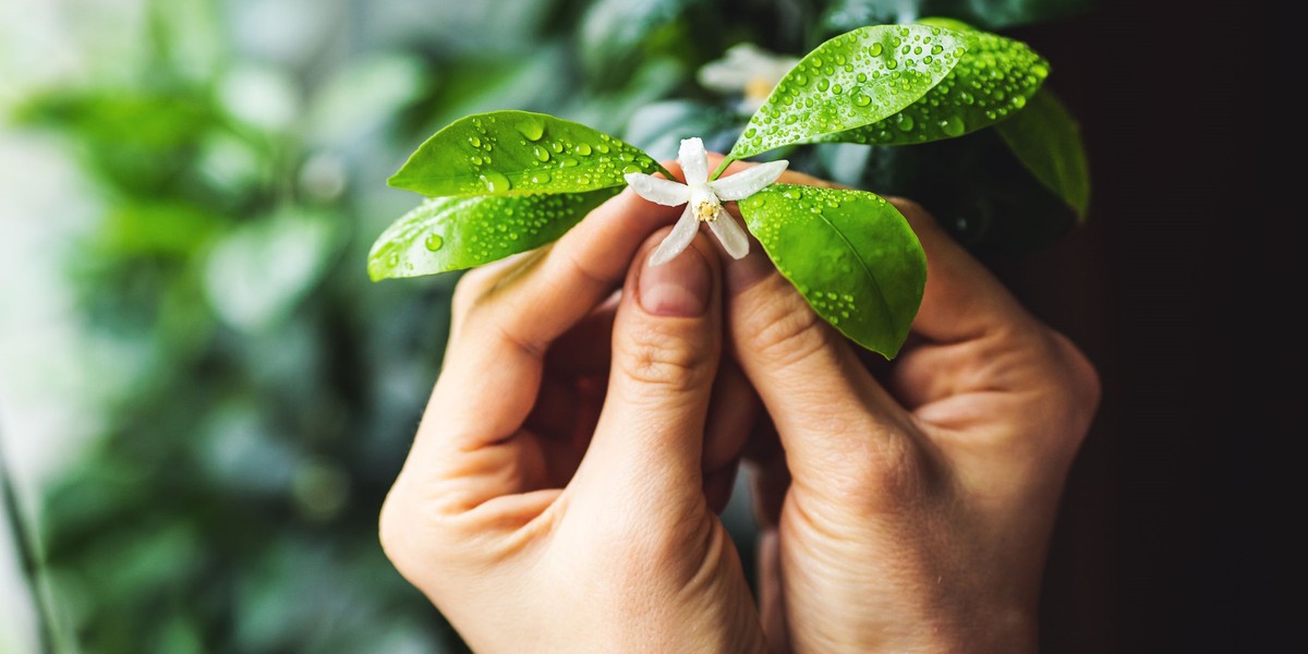 closeup of a blooming calamondin branch in hand.