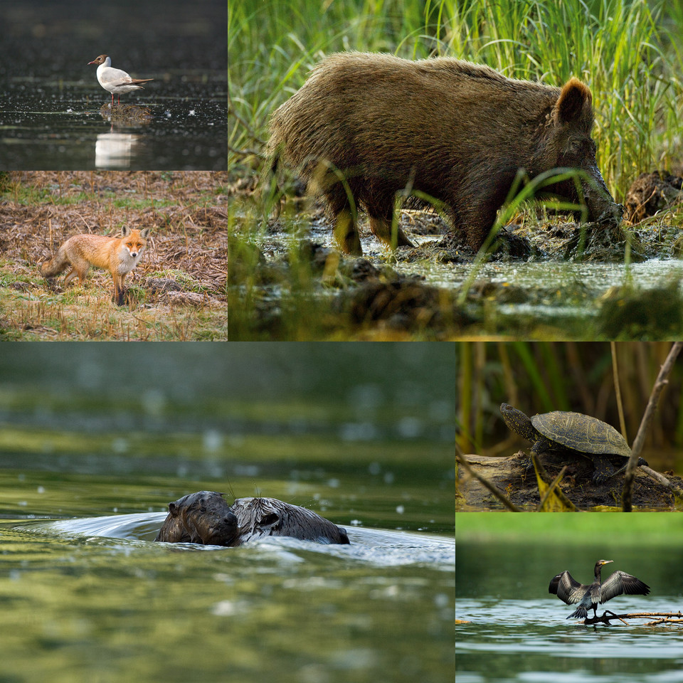 Park Krajobrazowy Kopački Rit w Chorwacji