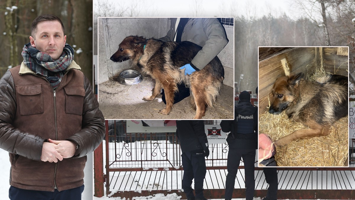 Dramat zwierząt w Sobolewie. NIK wkracza, wójt odpiera zarzuty. "W cywilizowanym kraju..."