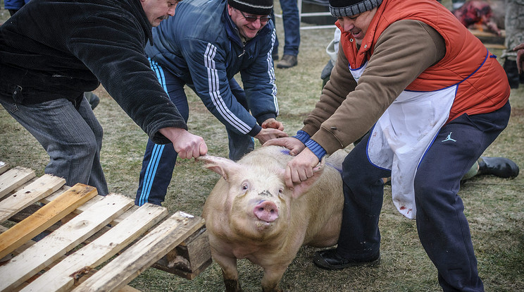 A disznóvágás régi hagyományát teheti tönkre a sertéspestis /Fotó: MTI