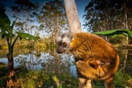 Red-fronted Brown Lemur with infant Madagascar