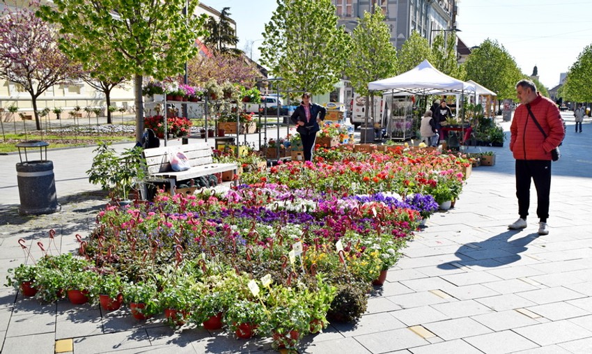 Cvetna pijaca u Zrenjaninu