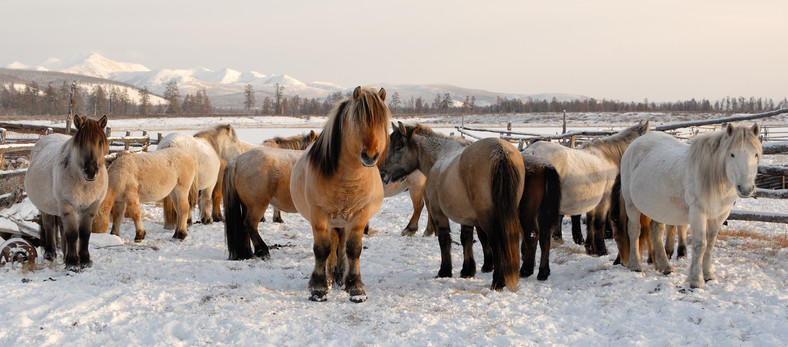 Koń jakucki zimą w Ojmiakonie