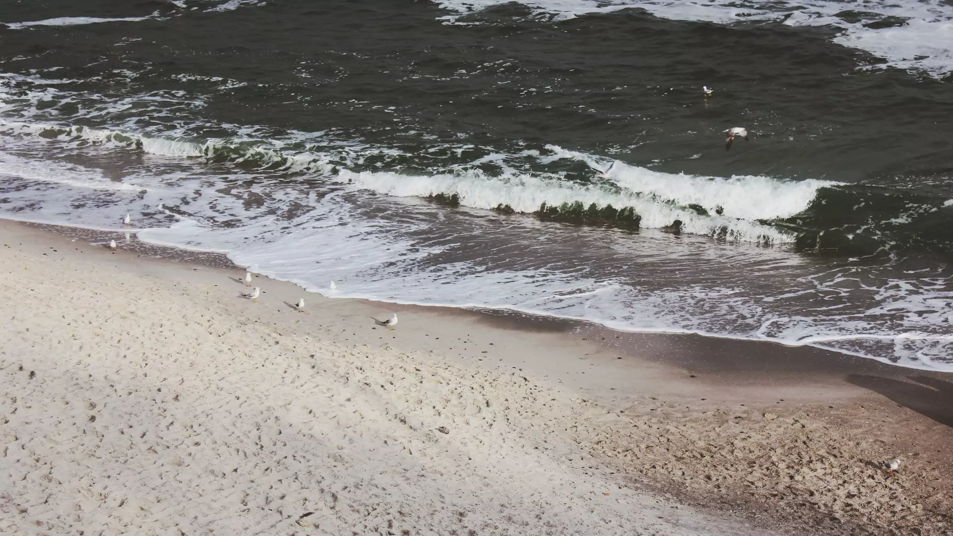 Wielkie sprzątanie plaż - czysty Bałtyk po raz pierwszy 