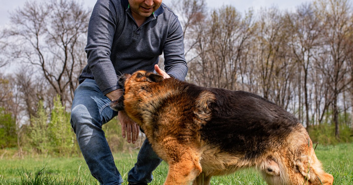 Ezeket tegye, ha meg akarja támadni egy kutya – megelőzés, védekezés