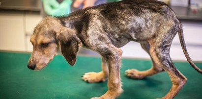 Przejechali 2 tys. kilometrów, aby uratować psa z Ukrainy