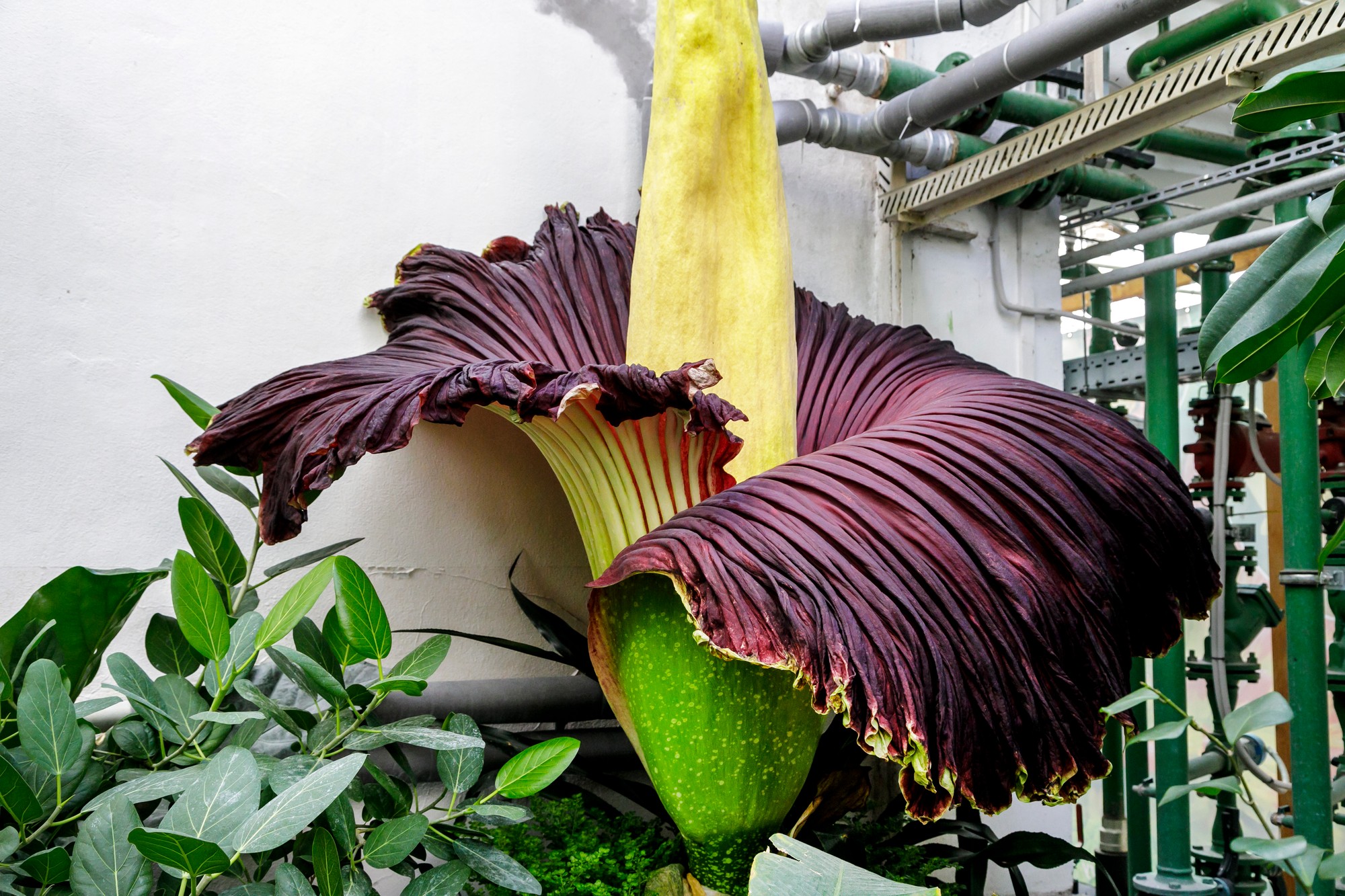 V Botanickej záhrade UK rozkvitol raritný kvet.