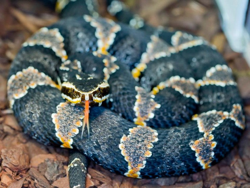 Tejlorova mokasina (Agkistrodon bilineatus taylori)