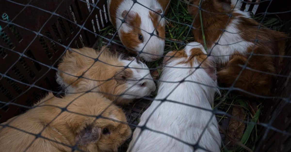 New York City may ban pet shops from selling guinea pigs because so many have been abandoned at animal shelters - Vimarsana News
