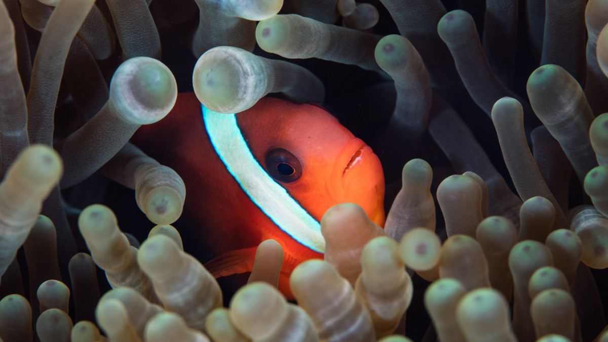 Gdzie jest Nemo? Jak miłość do akwariów dziesiątkuje populacje pięknych ryb