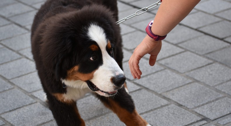 Sometimes a dog may dislike you or feel uncomfortable around you.Shutterstock