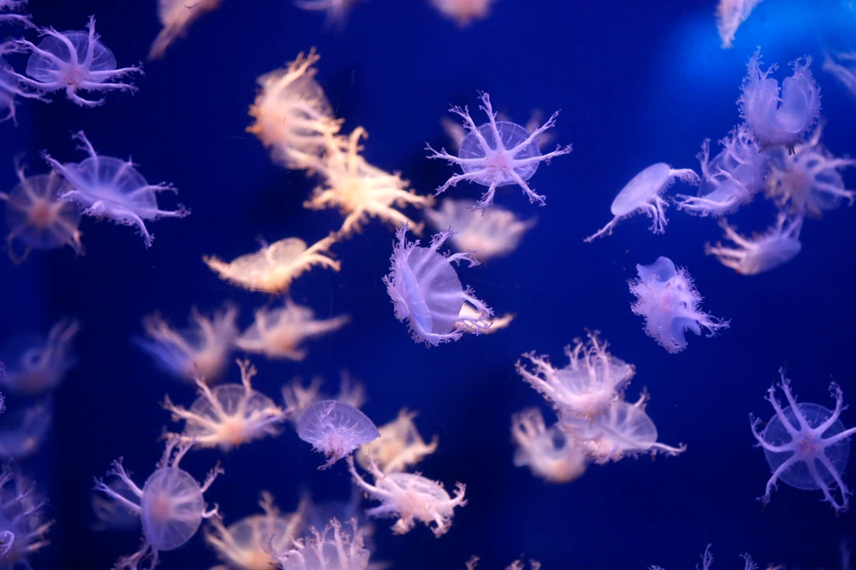 meduze 