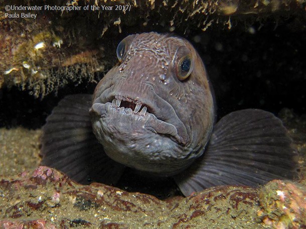 2017 Underwater Photographer of the Year