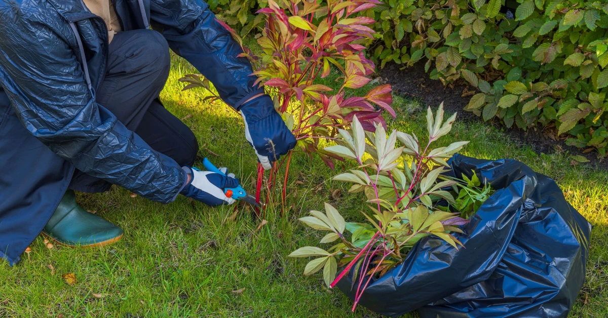Kiedy ścinać liście piwonii na zimę? Jak przyciąć piwonie?