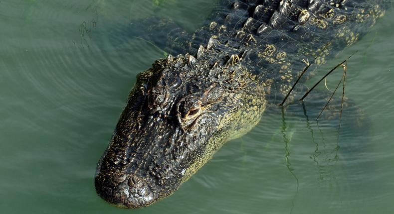 Un alligator nageant dans un marais salé de Hilton Head, en Caroline du Sud.John Dreyer/Getty Images