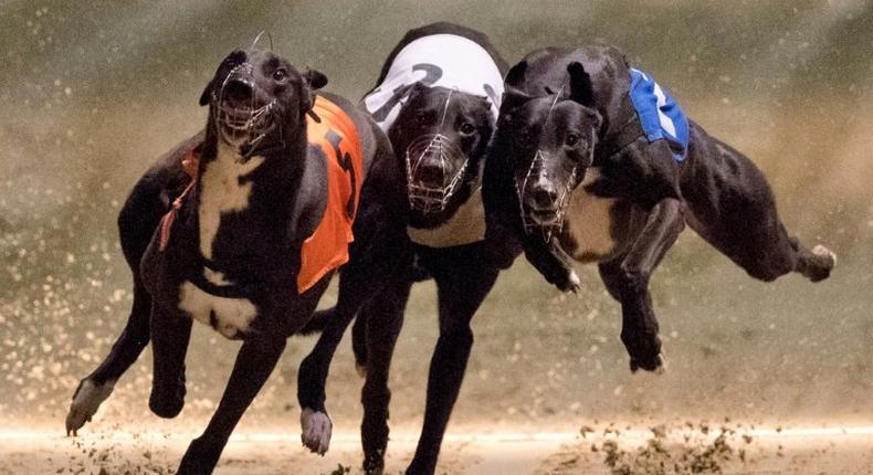 More than 20 dog tracks have been dotted around London since modern greyhound racing was introduced to Britain in the 1920s