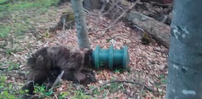 Dramat niedźwiedzia w Tatrach. Szokujący widok