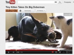 Mały kotek bezczelnie zaczepia dobermana. Jak to się skończy?