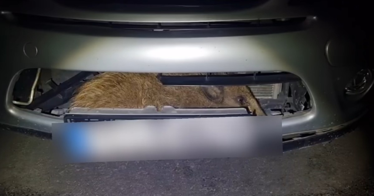 Potrąciła zwierzę na drodze. Kiedy zajrzała do auta, zamarła