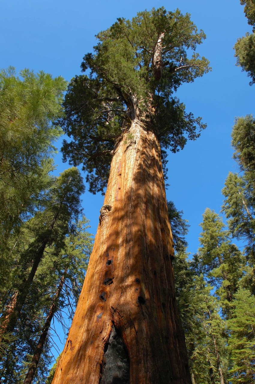 Sekvoja general Šerman