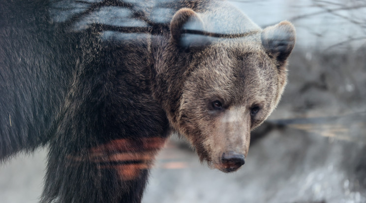 Ilyen medve támadhatta meg a biztonsági őrt /Fotó: Zsolnai Péter