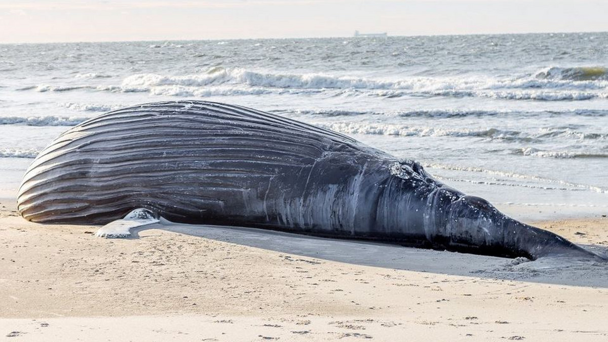 Kilka dni temu ocean wyrzucił martwego humbaka na plażę nowojorskiego Long Island. Zwierzę znaleziono dokładnie na Atlantic Beach około 8 rano. Nie miało żadnych obrażeń, nie wiadomo co tak naprawdę się stało.