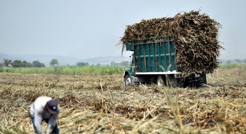 Mexico has agreed to reduce exports of refined sugar to the US in return for continued duty-free access to its market, Mexican officials say. Pictured here is a worker harvesting sugar cane in the Mexican state of Puebla