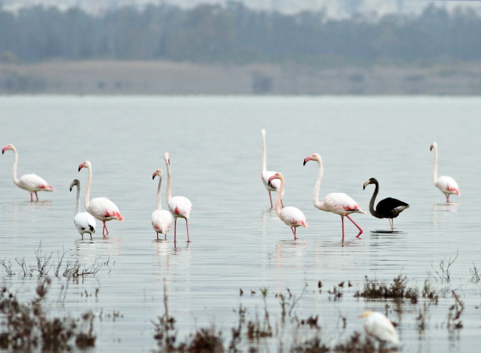 CYPRUS ANIMALS BLACK FLAMINGO (Rare black flamingo spotted on Cyprus)