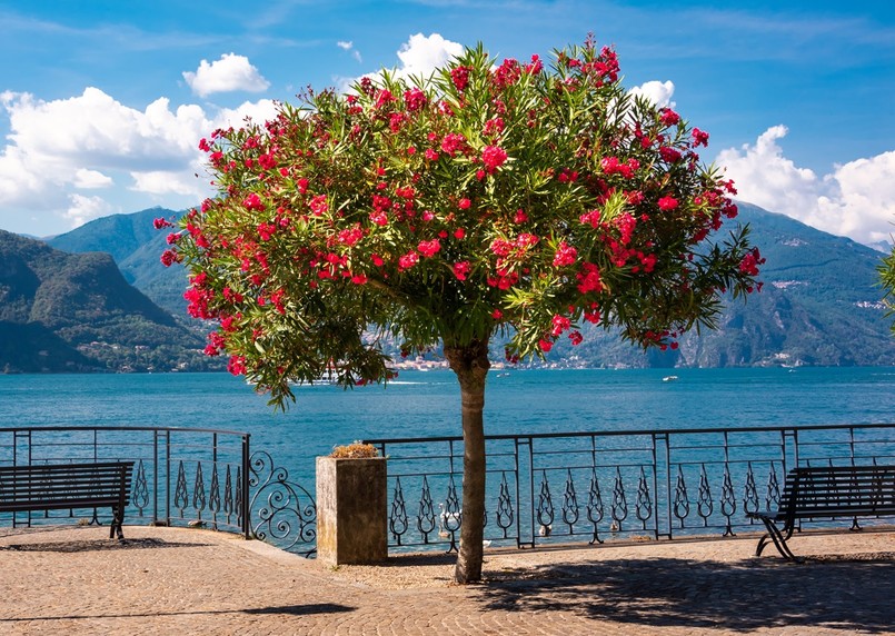 Como, oleander, Włochy