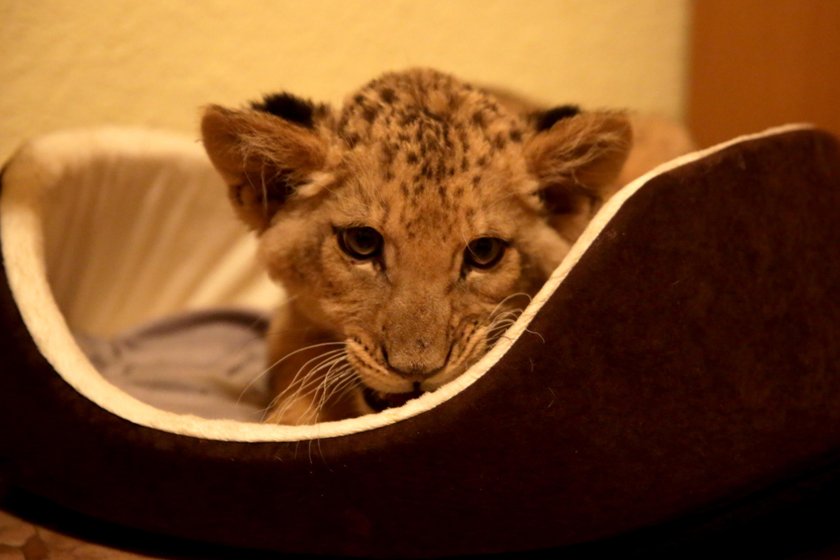 Dwa lwiątka z cyrków w poznańskim ZOO